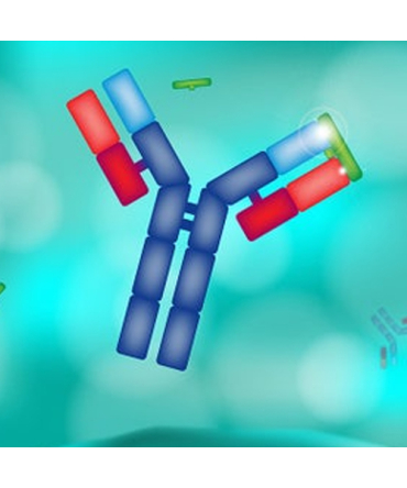Labelled Antibodies