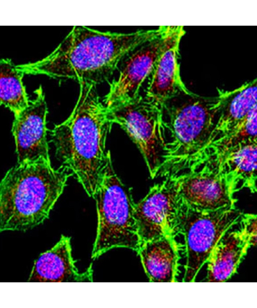 Methylated Antibodies
