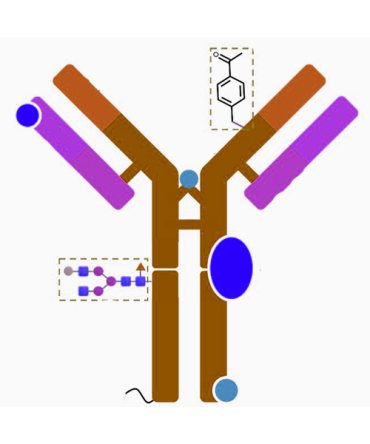 Modified Antibodies