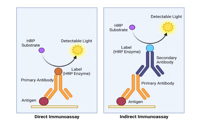 Primary vs. Secondary Antibodies: What’s the Difference and When to Use ...