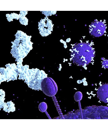 Phosphorylated Antibodies