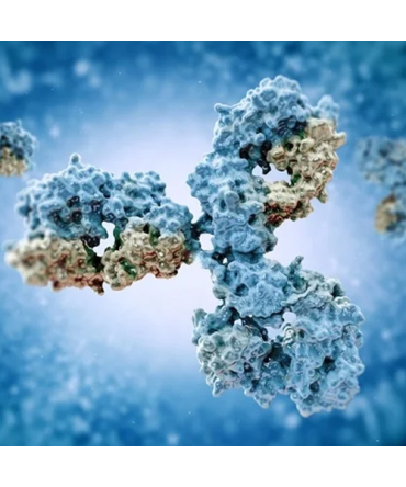 Recombinant Antibodies
