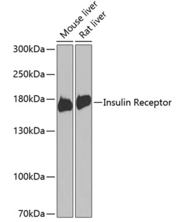 Insulin Receptor Rabbit Polyclonal Antibody