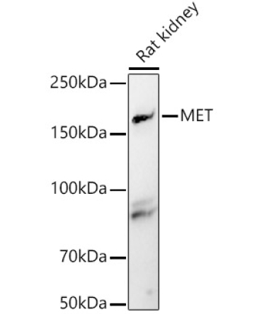 MET Rabbit Polyclonal Antibody