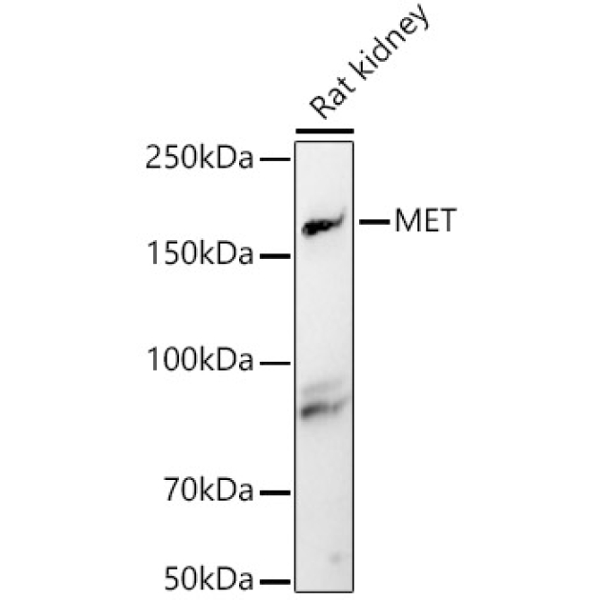 MET Rabbit Polyclonal Antibody