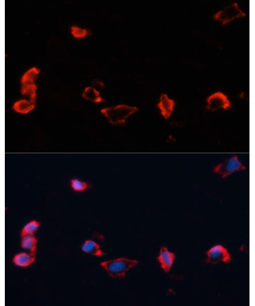 Caveolin-1  Rabbit Polyclonal Antibody