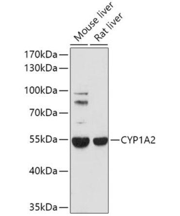 CYP1A2 Rabbit Polyclonal Antibody
