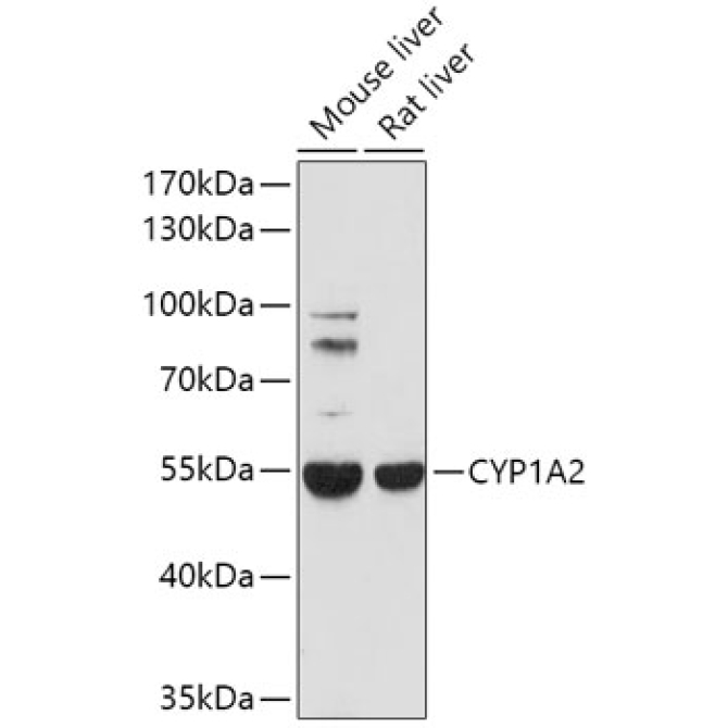CYP1A2 Rabbit Polyclonal Antibody