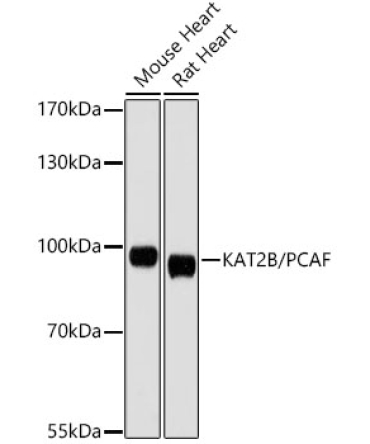 KAT2B/PCAF Rabbit Polyclonal Antibody