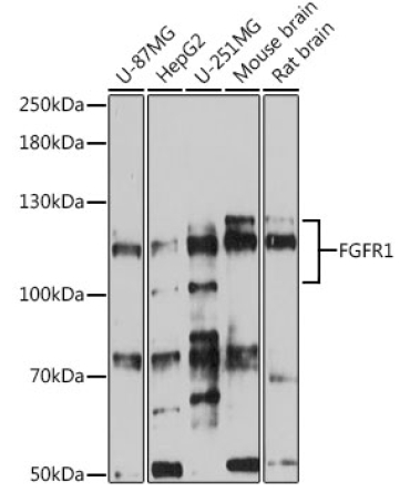 FGFR1 Rabbit Polyclonal Antibody