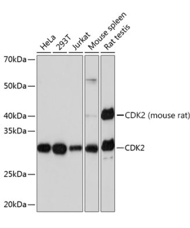 CDK2 Rabbit Monoclonal Antibody [KO Validated]