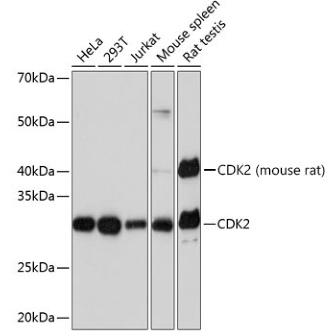 CDK2 Rabbit Monoclonal Antibody [KO Validated]