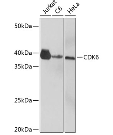 CDK6 Rabbit Monoclonal Antibody
