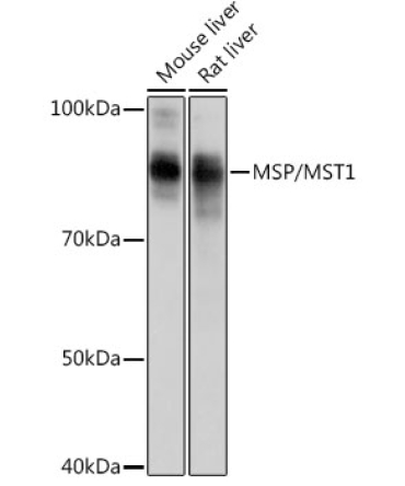 MSP/MST1 Rabbit Monoclonal Antibody