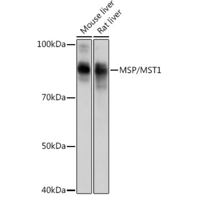 MSP/MST1 Rabbit Monoclonal Antibody
