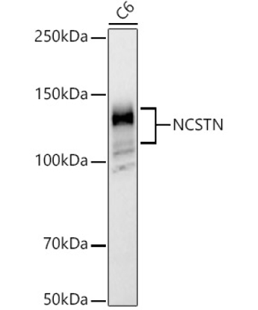 NCSTN Rabbit Polyclonal Antibody