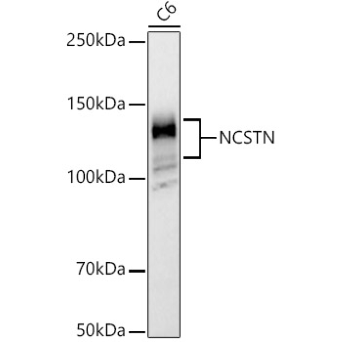 NCSTN Rabbit Polyclonal Antibody