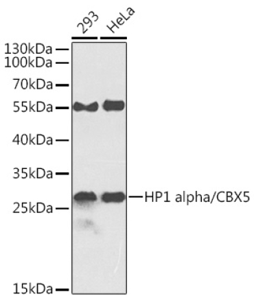 HP1 alpha/CBX5 Rabbit Polyclonal Antibody