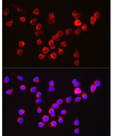 BCL2A1 Rabbit Polyclonal Antibody