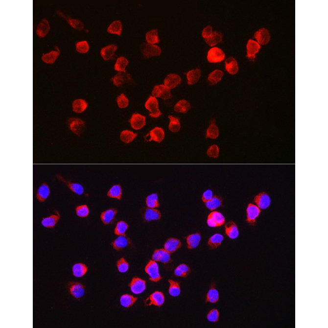 BCL2A1 Rabbit Polyclonal Antibody