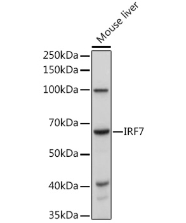 IRF7 Rabbit Polyclonal Antibody