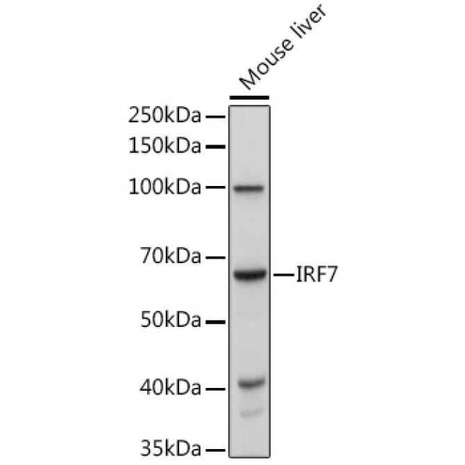IRF7 Rabbit Polyclonal Antibody