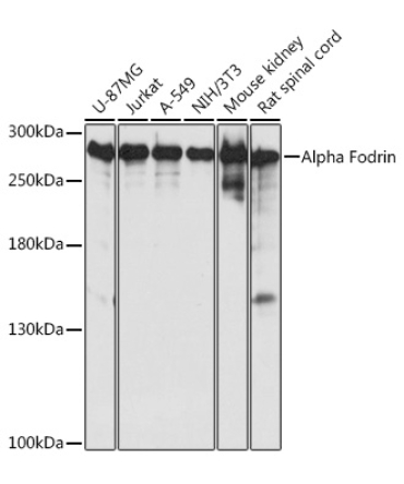 Alpha Fodrin Rabbit Polyclonal Antibody