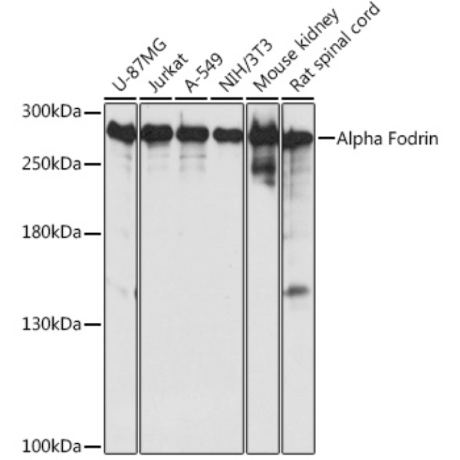 Alpha Fodrin Rabbit Polyclonal Antibody