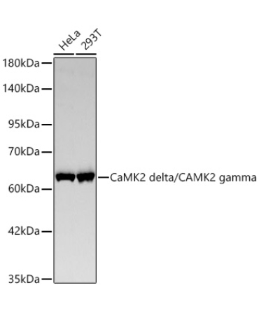 CaMK2 delta/CAMK2 gamma Rabbit Monoclonal Antibody