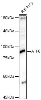 ATF6 Rabbit Polyclonal Antibody