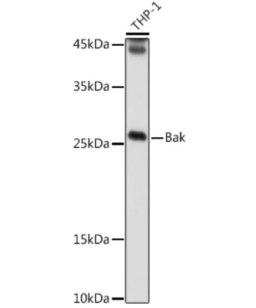 Bak Rabbit Polyclonal Antibody