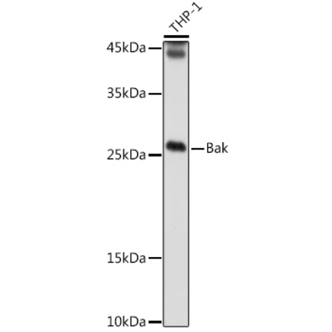 Bak Rabbit Polyclonal Antibody