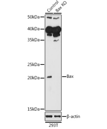 Bax Rabbit Polyclonal Antibody [KO Validated]
