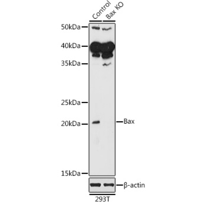 Bax Rabbit Polyclonal Antibody [KO Validated]