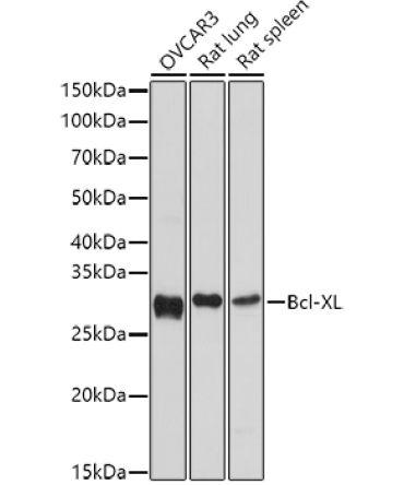 Bcl-XL Rabbit Polyclonal Antibody