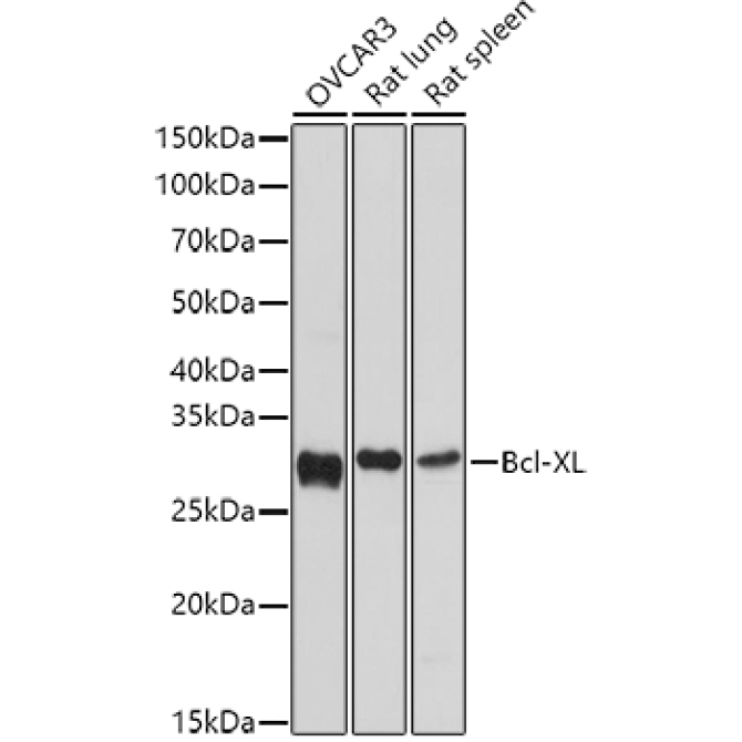 Bcl-XL Rabbit Polyclonal Antibody