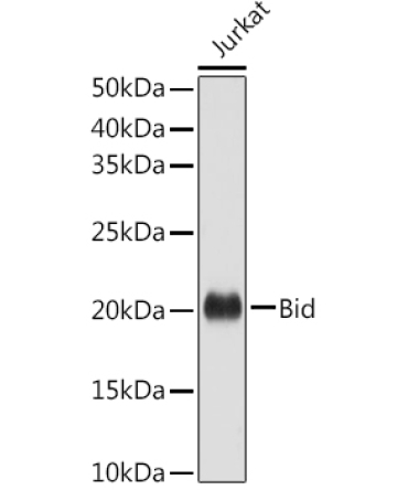 Bid Rabbit Polyclonal Antibody