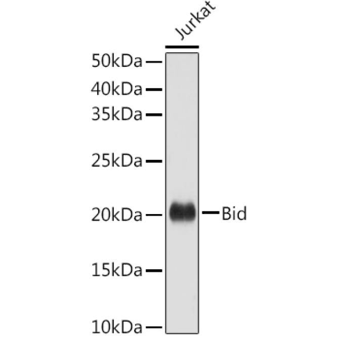 Bid Rabbit Polyclonal Antibody