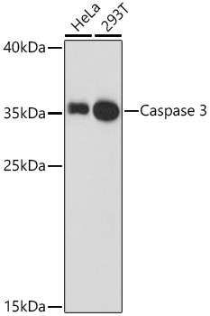 Caspase-3 Rabbit Polyclonal Antibody