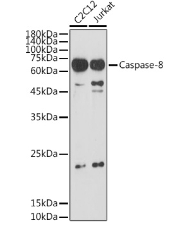 Caspase-8 Rabbit Polyclonal Antibody