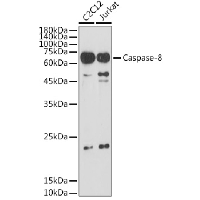 Caspase-8 Rabbit Polyclonal Antibody