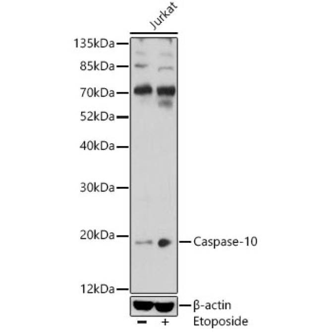 Caspase-10 Rabbit Polyclonal Antibody