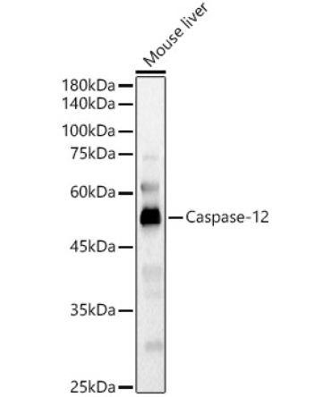 Caspase-12 Rabbit Polyclonal Antibody