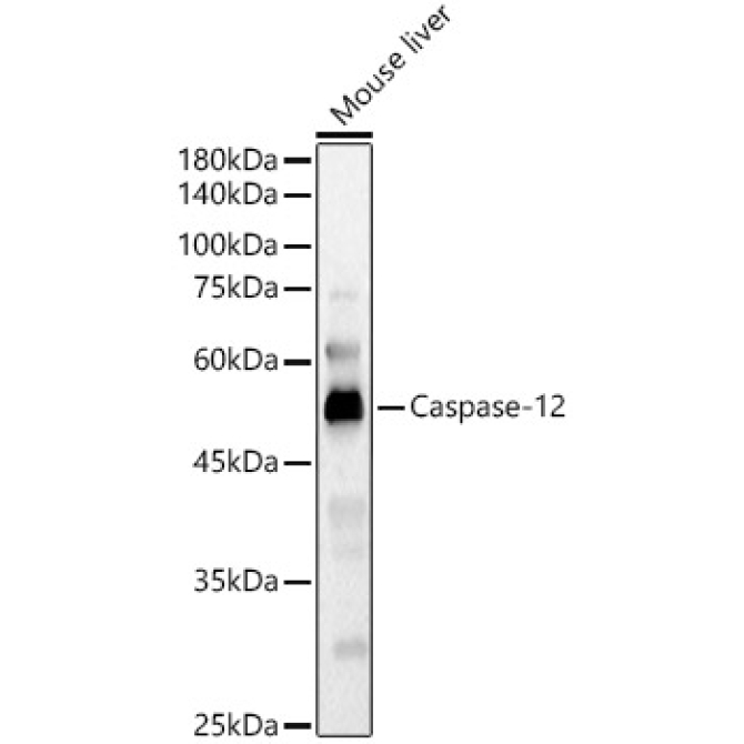 Caspase-12 Rabbit Polyclonal Antibody