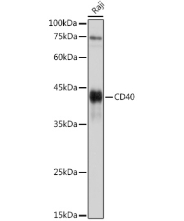CD40 Rabbit Polyclonal Antibody