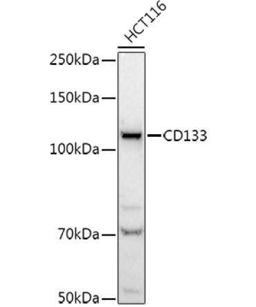 CD133 Rabbit Polyclonal Antibody