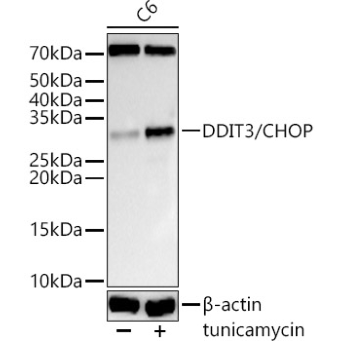 DDIT3/CHOP Rabbit Polyclonal Antibody