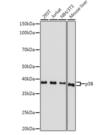 p38 MAPK Rabbit Polyclonal Antibody
