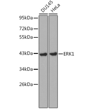 ERK1 Rabbit Polyclonal Antibody [KD Validated]