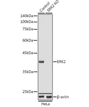 ERK2 Rabbit Polyclonal Antibody [KO Validated]